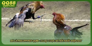 Đá Gà Philippines QQ88 - 3 Loại Cược Kê Nổi Nhất Hiện Nay