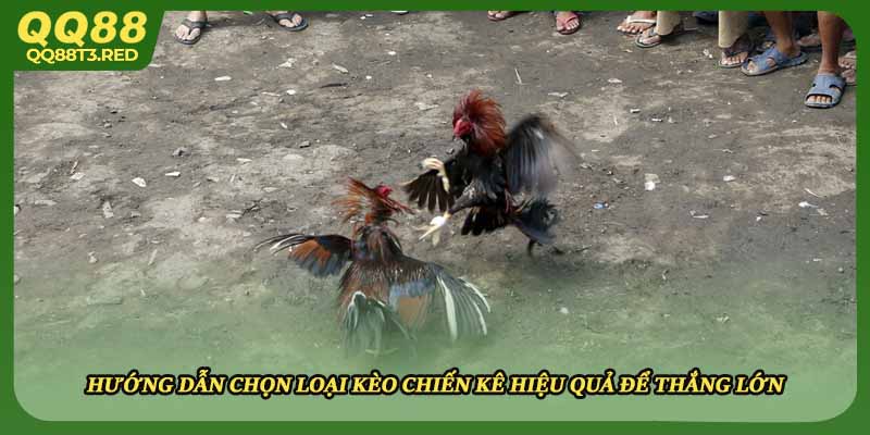 Hướng dẫn chọn loại kèo chiến kê hiệu quả để thắng lớn