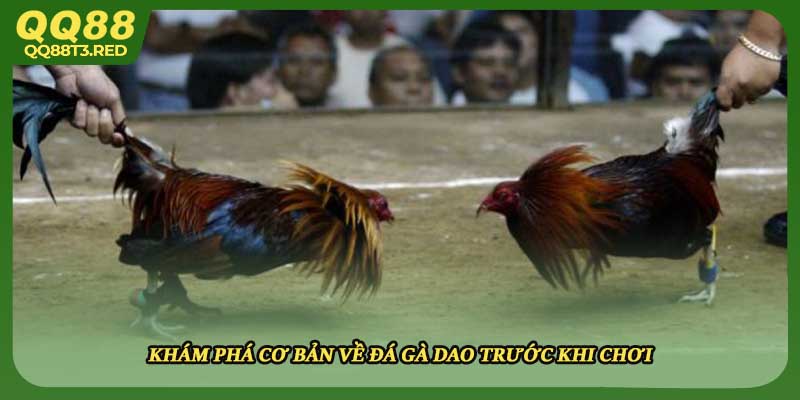 Khám phá cơ bản về đá gà dao trước khi chơi