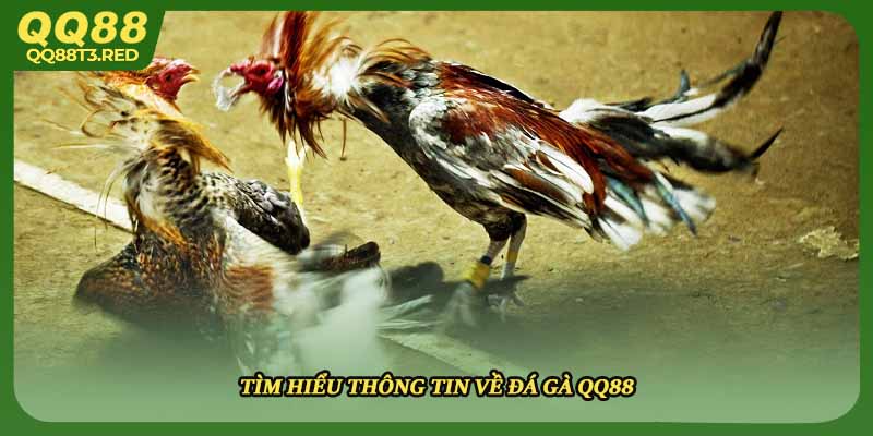 Tìm hiểu thông tin về đá gà QQ88